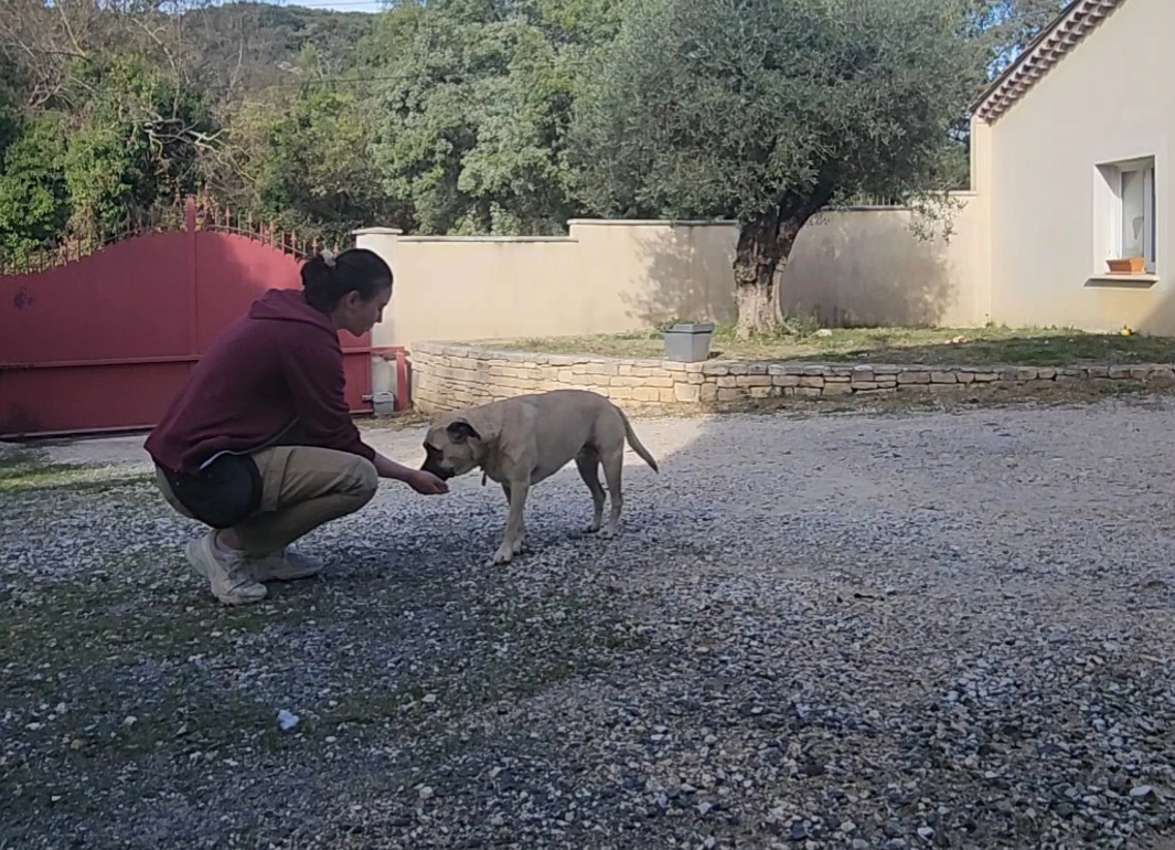 La rééducation canine sans friandises et en positif