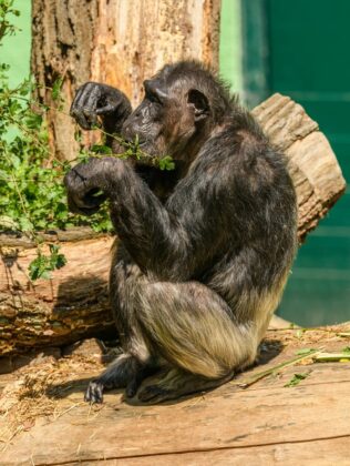 Close-up of a chimpanzee eating leaves while sitting on a log in a zoo.