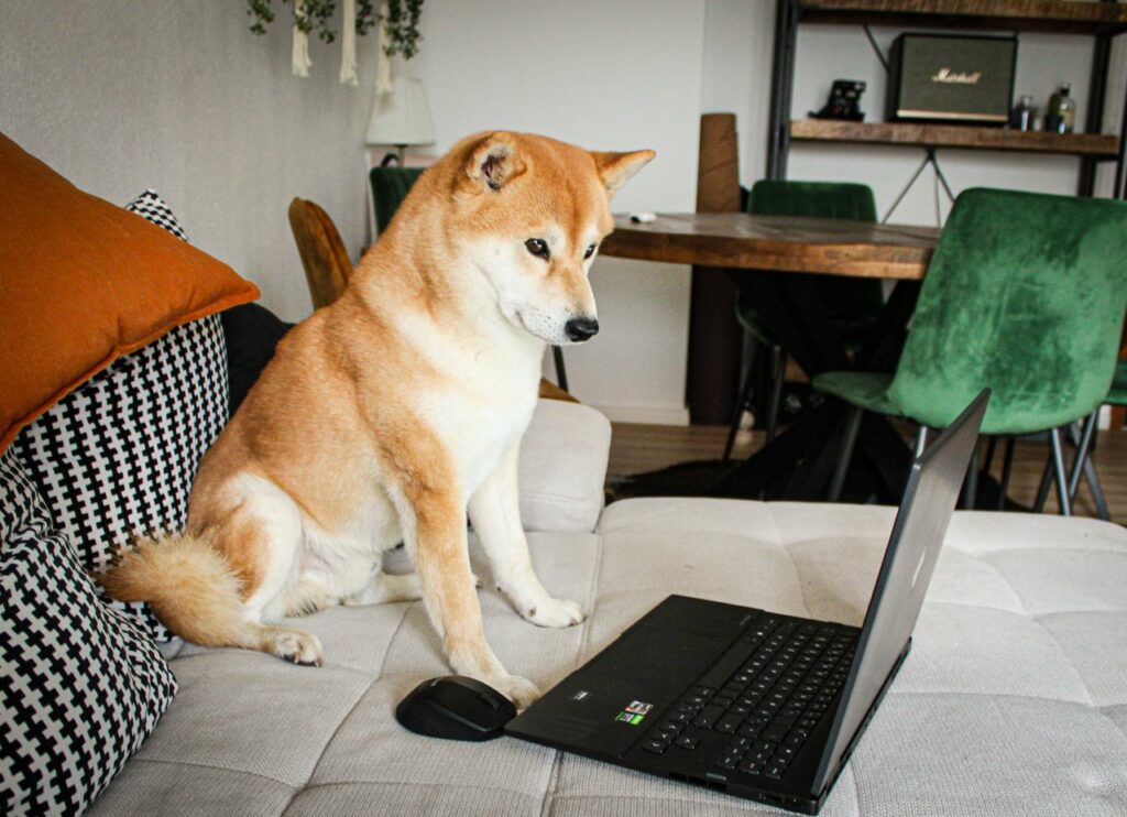 A curious brown Akita Inu dog sitting on a couch, looking at a laptop, creating a heartwarming tech moment.