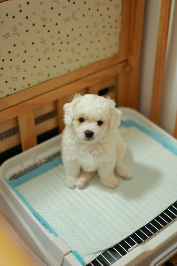 Cute Bichon Frise puppy sitting on a training pad indoors, showcasing its fluffy white coat.