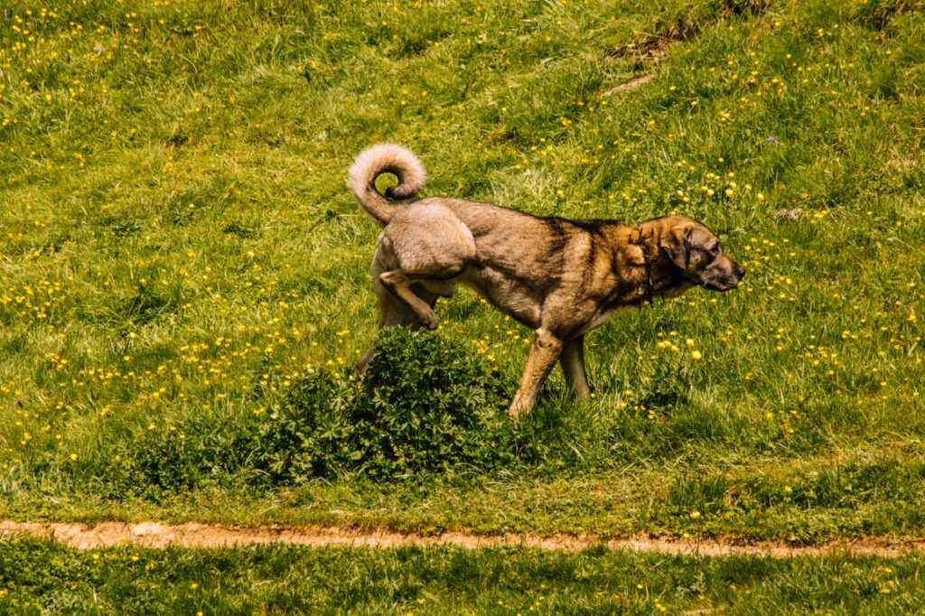 A dog in a green meadow near Ceillac, Provence-Alpes-Côte d'Azur, France, during a sunny day.