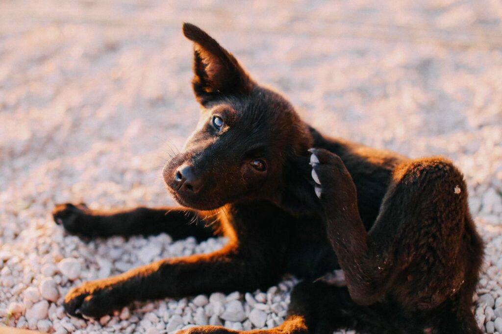 Close-up of a cute black puppy scratching on a sunny day, showcasing animal behavior.